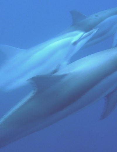 Dauphin qui nage