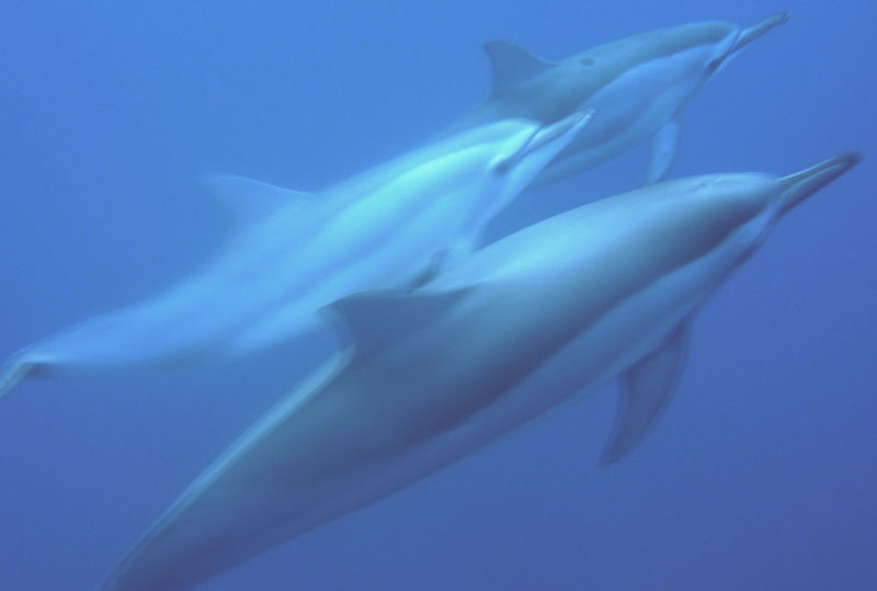 Dauphin qui nage