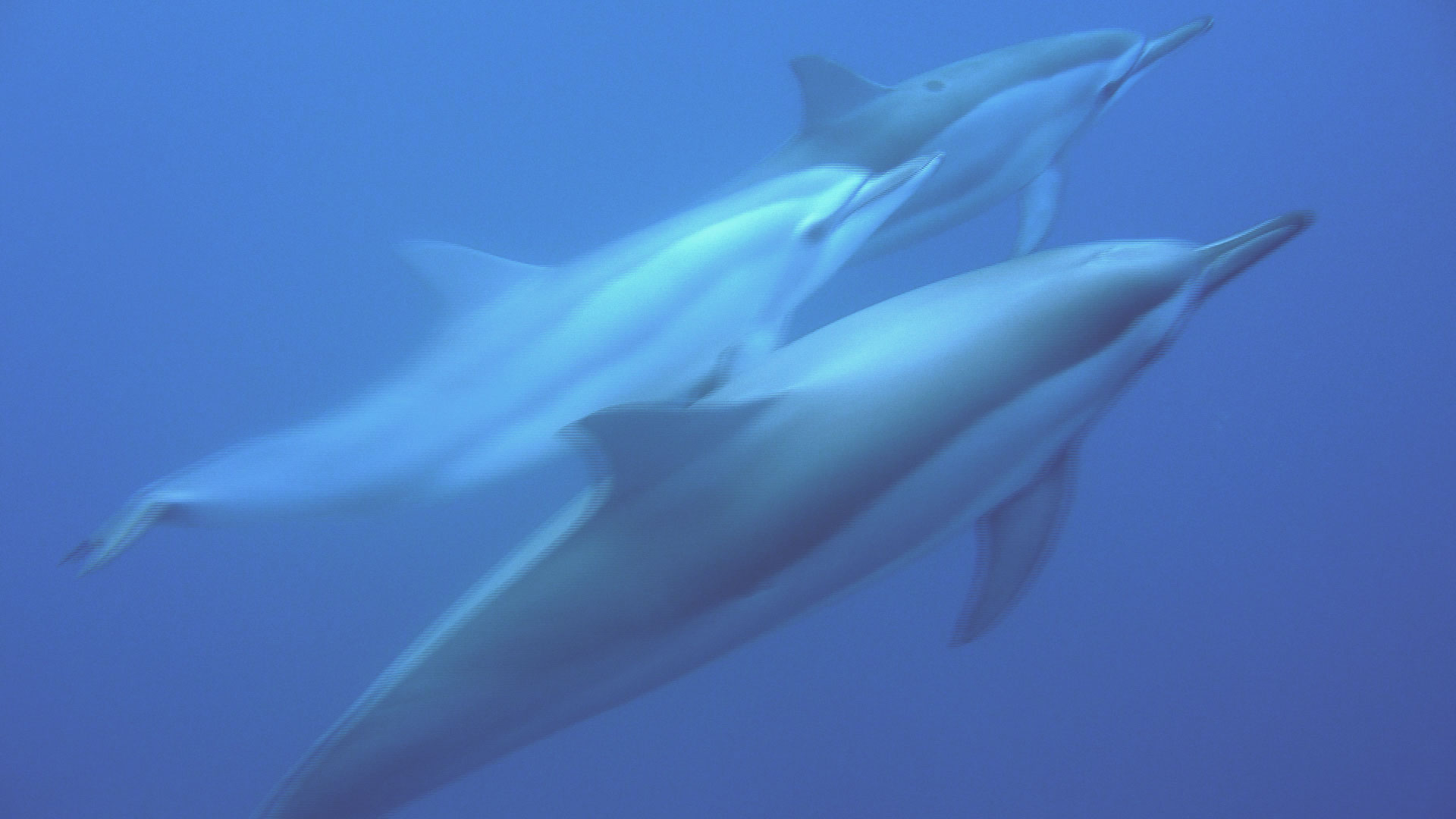 Dauphin qui nage